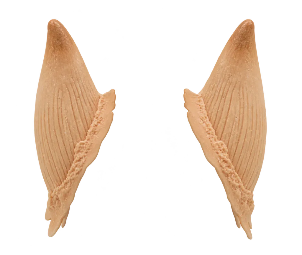 Cornes moyennes - Latex